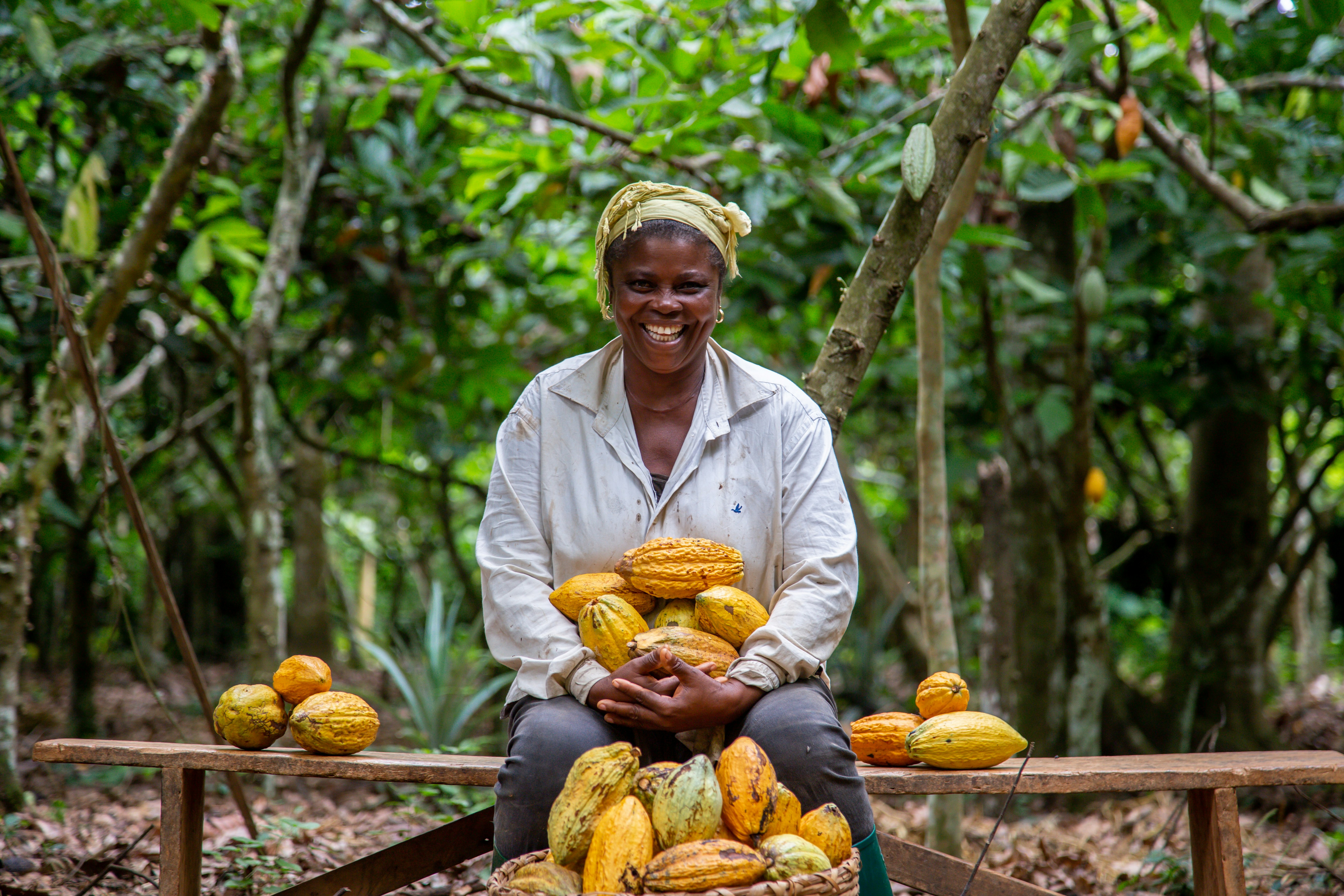 Hands harvesting crops at peak ripeness
