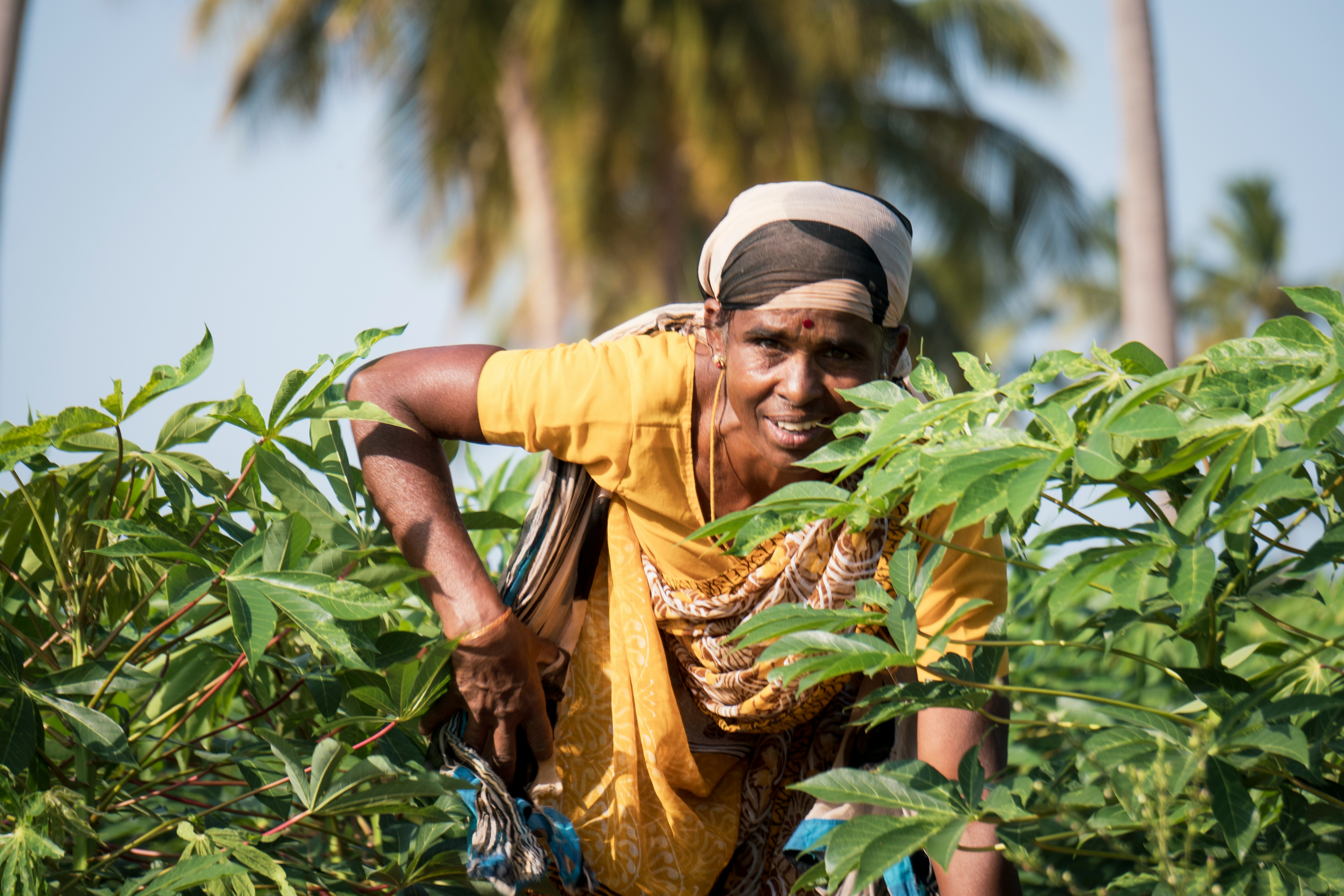 Working tropical farmland at golden hour